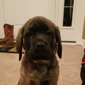 Meet your Posher, Adam